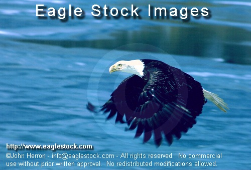 Bald Eagle photos, images, pictures [# BEFLY4]